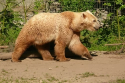 Come Viene Costruito Il Bear Hybrid